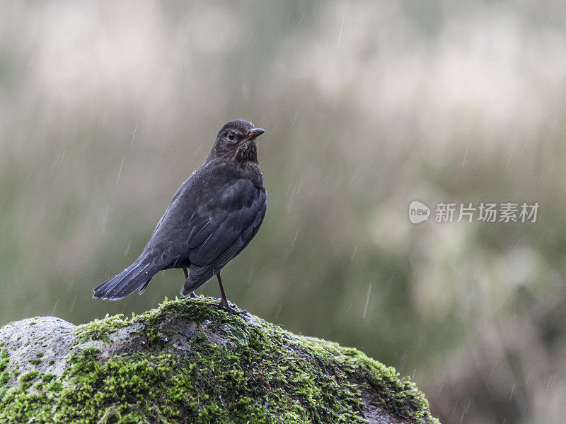 雨中的黑鸟(Turdus merula)